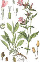 rote Lichtnelke (Silene dioica), Pflanze
