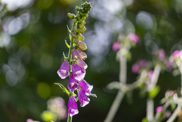 Roter Fingerhut (Digitalis purpurea), Pflanze