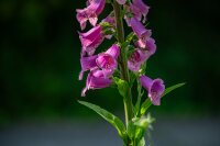 Roter Fingerhut (Digitalis purpurea), Pflanze