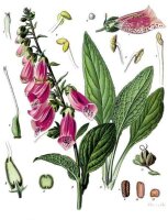 Roter Fingerhut (Digitalis purpurea), Pflanze