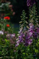 Roter Fingerhut (Digitalis purpurea), Pflanze