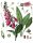Roter Fingerhut (Digitalis purpurea), Pflanze