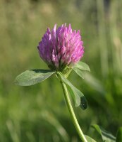 Rotklee, Wiesenklee (Trifolium pratense), Pflanze
