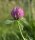 Rotklee, Wiesenklee (Trifolium pratense), Pflanze