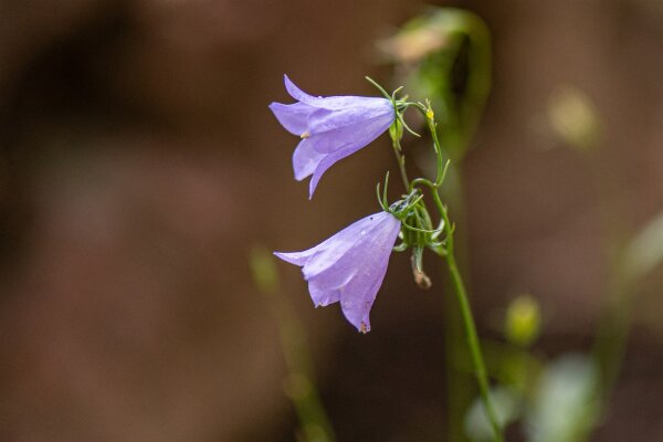 Rundblättrige Glockenblume (Campanula rotundifolia), Pflanze