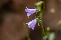 Rundblättrige Glockenblume (Campanula rotundifolia),...