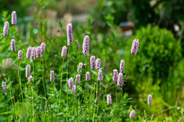 Schlangen-Wiesenknöterich (Polygonum bistorta, Bistorta officinalis), Pflanze