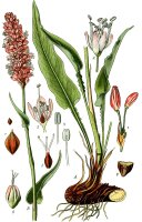 Schlangen-Wiesenknöterich (Polygonum bistorta, Bistorta officinalis), Pflanze