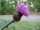Schwarze Flockenblume (Centaurea nigra), Pflanze