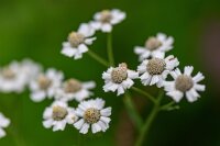 Sumpf-Schafgarbe (Achillea ptarmica), Pflanze