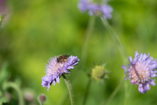 Tauben-Skabiose (Scabiosa columbaria), Pflanze