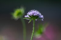 Tauben-Skabiose (Scabiosa columbaria), Pflanze