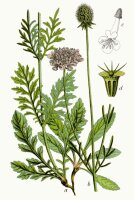 Tauben-Skabiose (Scabiosa columbaria), Pflanze