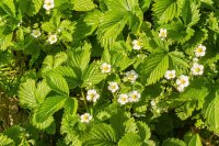 Walderdbeere (Fragaria vesca var. vesca), Pflanze