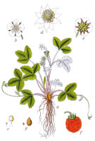 Walderdbeere (Fragaria vesca var. vesca), Pflanze