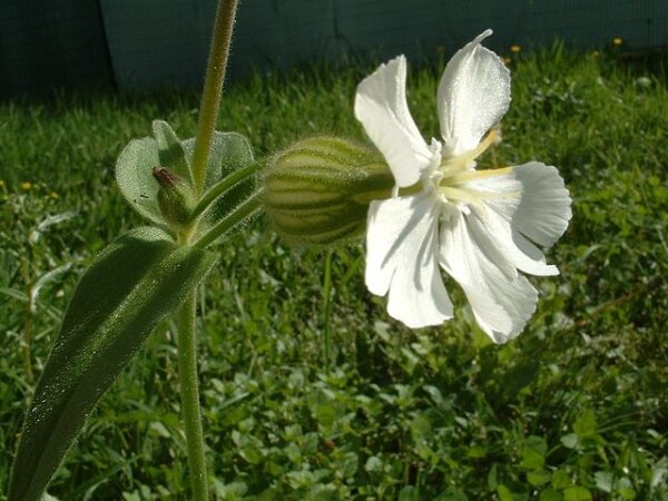 Weiße Lichtnelke (Silene latifolia alba), Pflanze