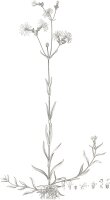 Weiße Lichtnelke (Silene latifolia alba), Pflanze