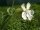 Weiße Lichtnelke (Silene latifolia alba), Pflanze