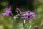 Wiesen-Flockenblume (Centaurea jacea), Pflanze