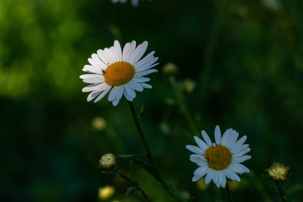 Wiesenmargerite (Leucanthemum vulgare), Pflanze