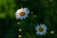Wiesenmargerite (Leucanthemum vulgare), Pflanze