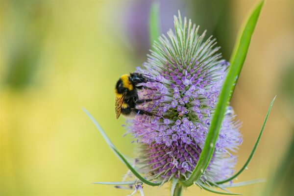 Wilde Karde (Dipsacus fullonum) (Pflanze)