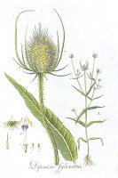 Wilde Karde (Dipsacus fullonum) (Pflanze)