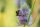 Wilde Karde (Dipsacus fullonum) (Pflanze)