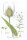 Wilde Karde (Dipsacus fullonum) (Pflanze)
