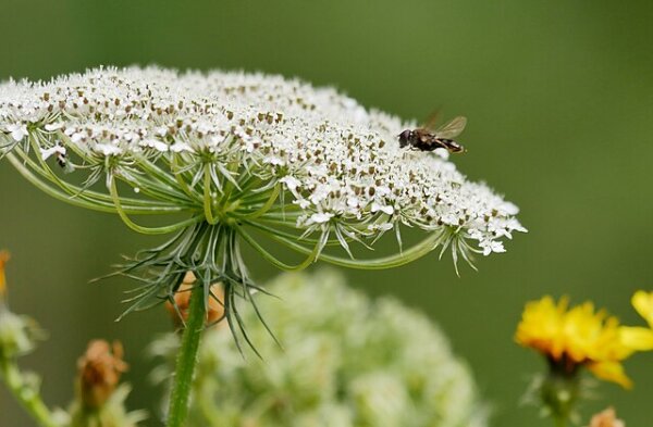 Wilde Möhre (Daucus carota), Pflanze