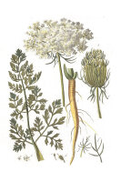 Wilde Möhre (Daucus carota), Pflanze