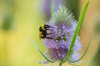 Wilde Karde (Dipsacus fullonum) Samen