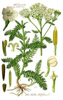 Gemeine Schafgarbe (Achillea millefolium) Samen