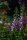 Roter Fingerhut (gemischt) (Digitalis purpurea) Samen