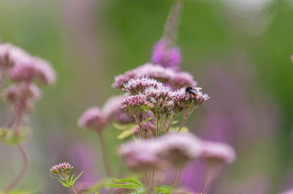 Gewöhnl. Wasserdost (Eupatorium cannabinum) Samen