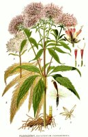 Gewöhnl. Wasserdost (Eupatorium cannabinum) Samen