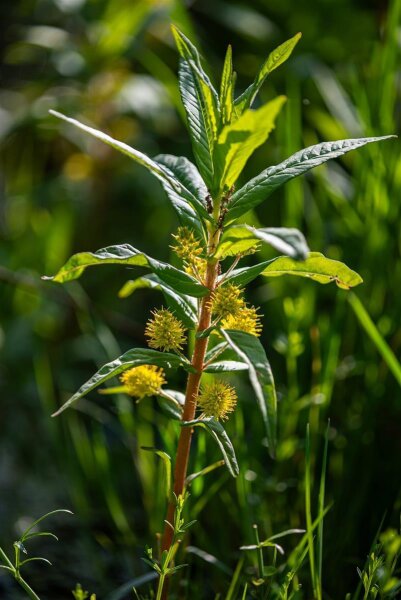 Strauß-Gilbweiderich (Lysimachia thyrsiflora), Pflanze