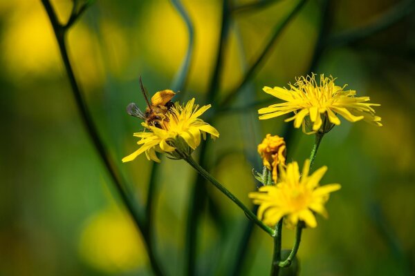 Wiesen-Pippau (Crepis biennis) Samen
