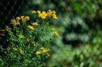 Tüpfel-Johanniskraut (Hypericum perforatum) Samen