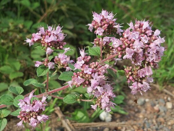 Echter Dost (Origanum vulgare) Samen