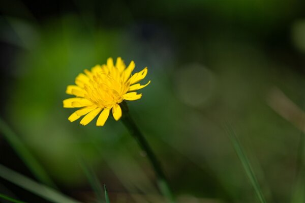 Gewöhnl. Ferkelkraut (Hypochaeris radicata) Samen