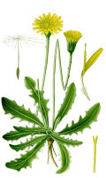 Gewöhnl. Ferkelkraut (Hypochaeris radicata) Samen