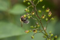Knotige Braunwurz (Scrophularia nodosa) Samen