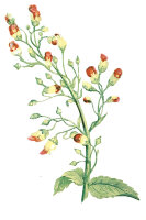 Knotige Braunwurz (Scrophularia nodosa) Samen