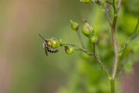 Knotige Braunwurz (Scrophularia nodosa) Samen