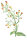 Knotige Braunwurz (Scrophularia nodosa) Samen