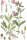 rote Lichtnelke (Silene dioica) Samen