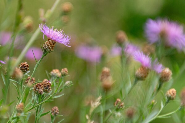 Wiesen-Flockenblume (Centaurea jacea) Samen