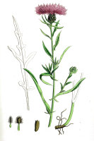 Wiesen-Flockenblume (Centaurea jacea) Samen