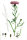 Wiesen-Flockenblume (Centaurea jacea) Samen